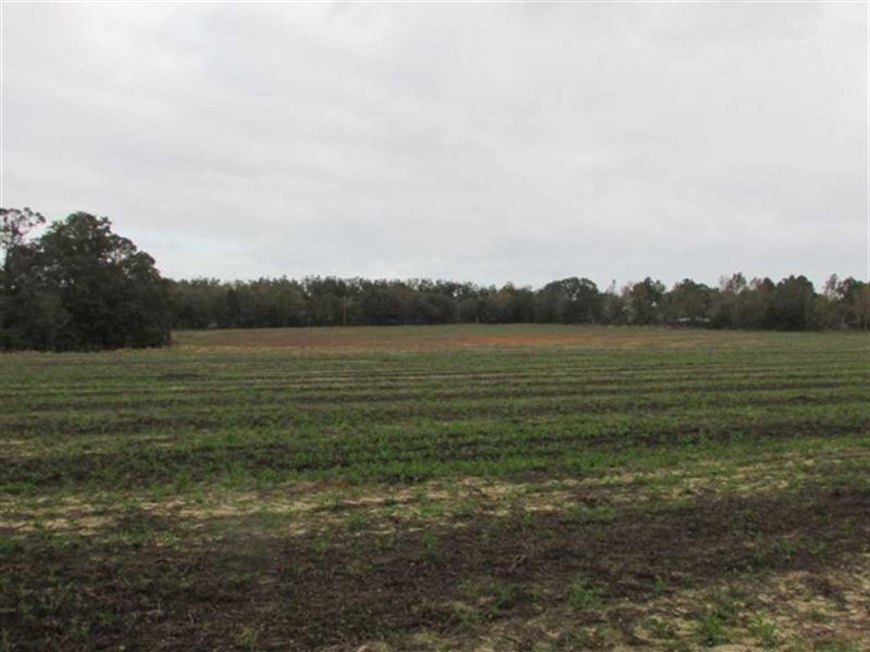 49 Acres in Grady County, GA : Pelham : Grady County : Georgia