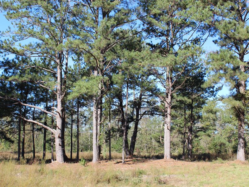 Pine Level, Turkey Field Tract : Pine Level : Autauga County : Alabama