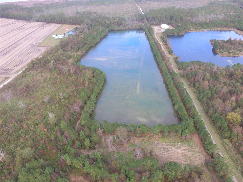 NC Waterfront Hunting Tract : Pinetown : Beaufort County : North Carolina