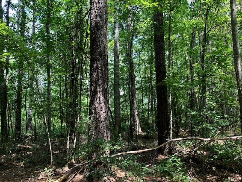 32 Acres East Of Magnolia, MS : Magnolia : Pike County : Mississippi