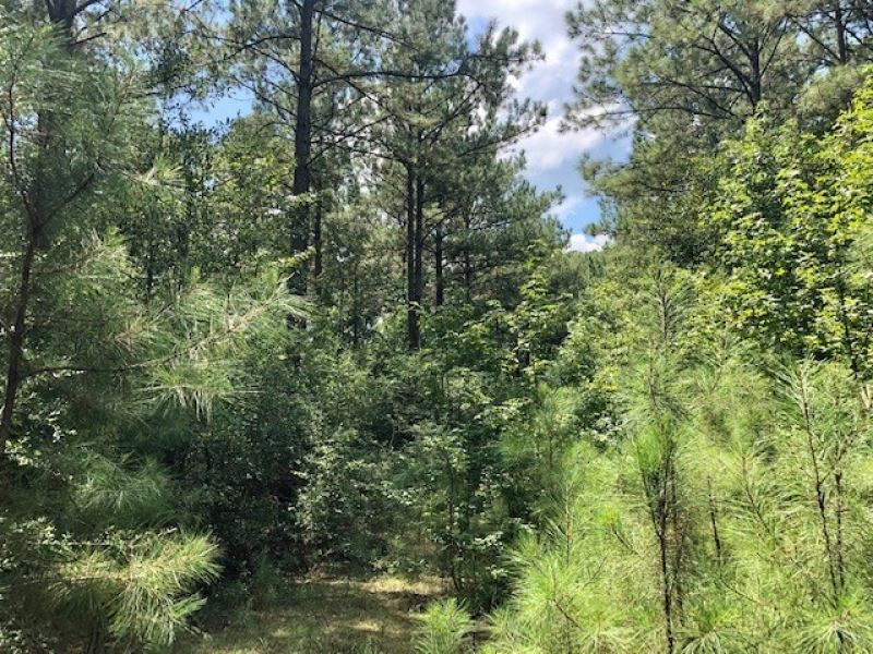 7 Acres On Tanglewood Road Outside : Magnolia : Pike County : Mississippi