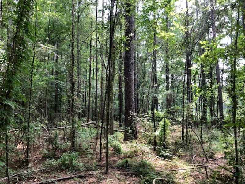 9 Acres On Britt Simmons Road in MA : Magnolia : Pike County : Mississippi