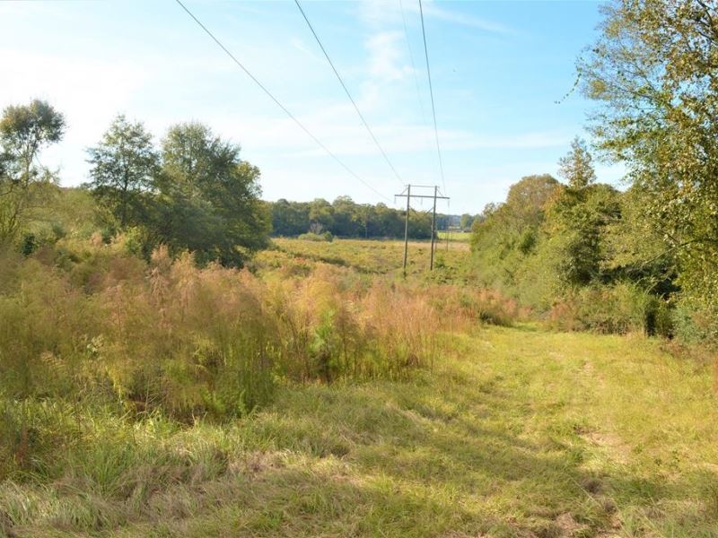 65.48 Acres Pastureland, Timberland : Summit : Pike County : Mississippi