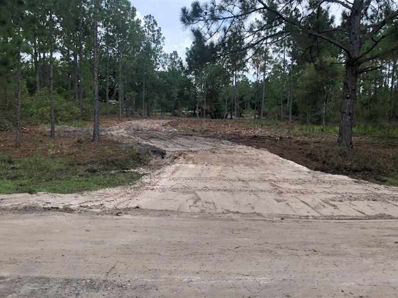 Cleared Vacant Lot,.50 Acre : Indian Lake Estates : Polk County : Florida