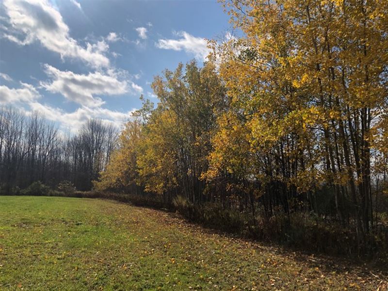 Across Pharsalia Woods State Forest : Norwich : Chenango County : New York