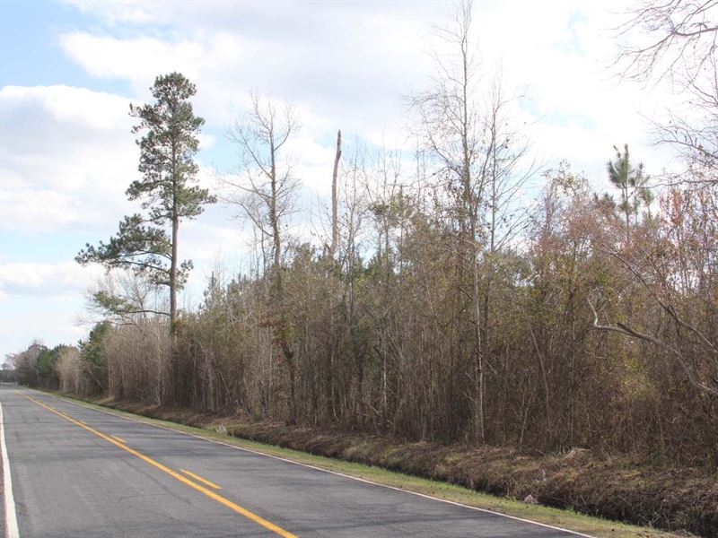 New River Wood : New Bern : Pamlico County : North Carolina