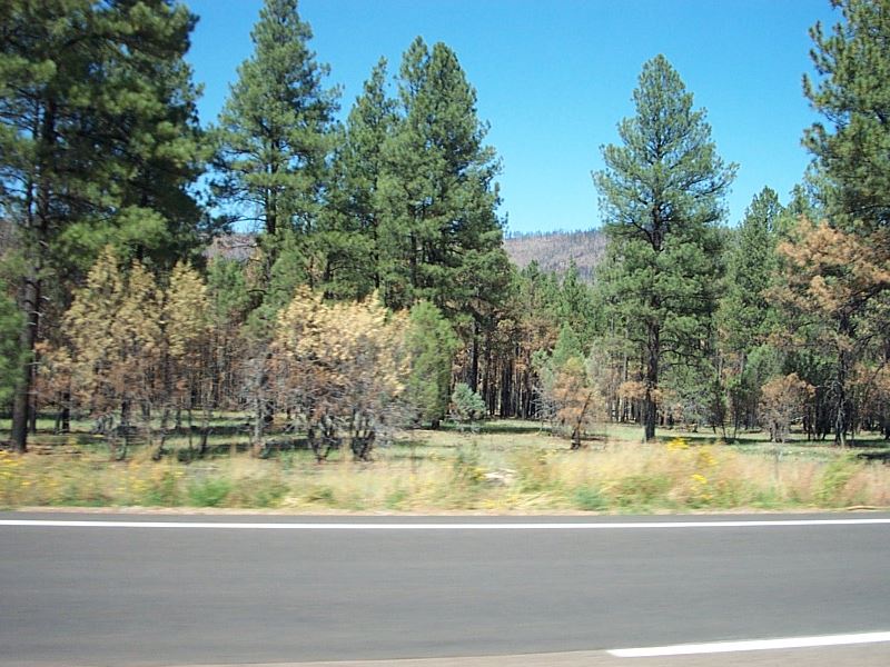 5 Remote Acres Near Petrified Fores : Petrified For : Apache County : Arizona
