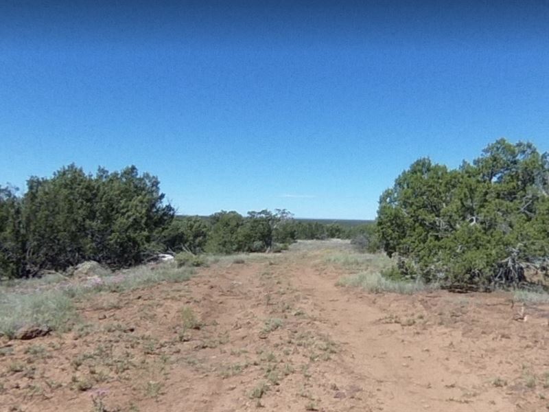 Camp or Build on This 1 Acre AZ Lot : Show Low : Apache County : Arizona