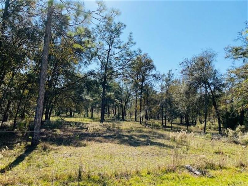 20 Acres : Bell : Gilchrist County : Florida