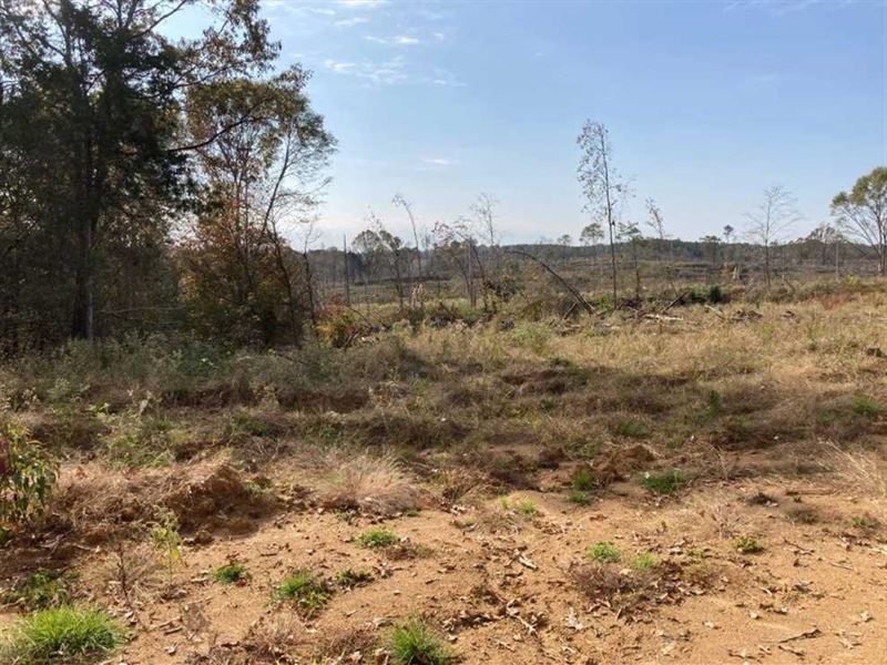 Hunting Land for Sale in Carroll : Carrollton : Carroll County : Mississippi