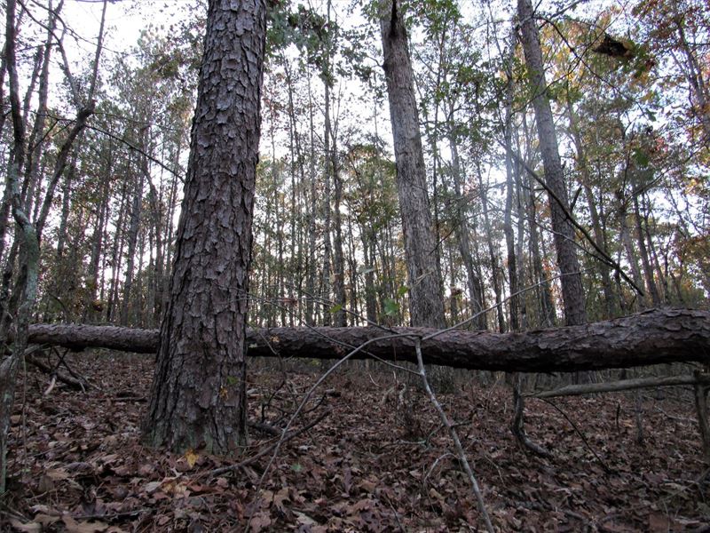 Yellowleaf Mini Farm : Harpersville : Shelby County : Alabama