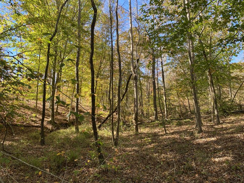 Mini Farm Near Lake Harding : Beulah : Lee County : Alabama