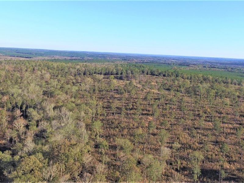Hunting Preserve in Middle GA : Gray : Jones County : Georgia