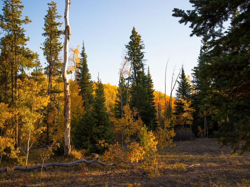 High Point Ranch : Toponas : Routt County : Colorado