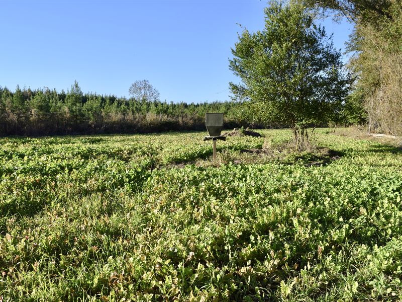 Planted Pine Sanctuary : Oglethorpe : Macon County : Georgia