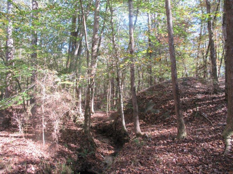 Woodland Homesite Near Auburn : Loachapoka : Lee County : Alabama