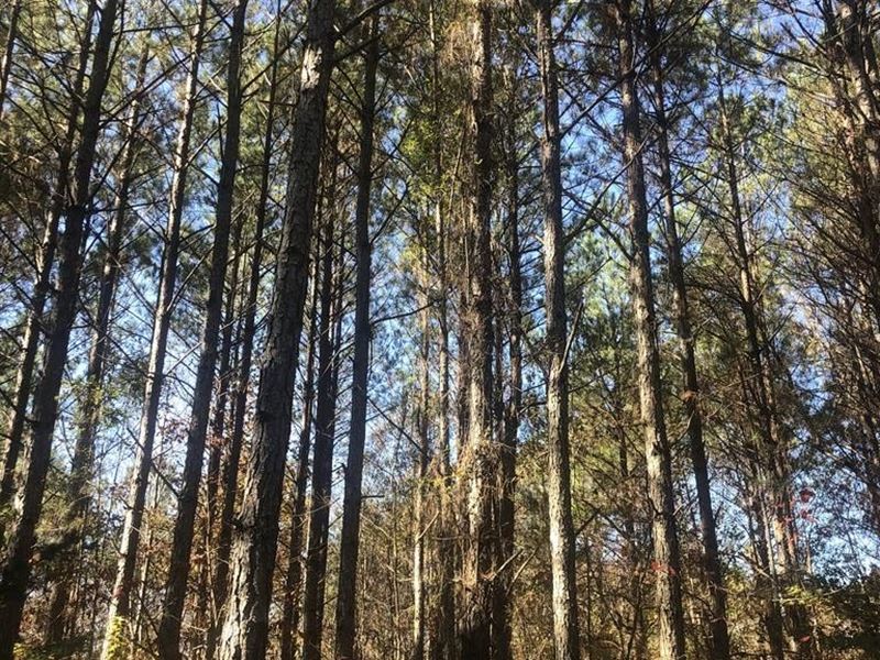 118 +/- Acre Hunting / Timber Tract : Vina : Franklin County : Alabama