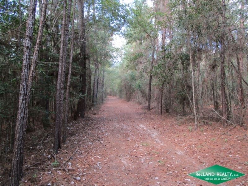 56 Ac, Timberland for Recreation : Jasper : Jasper County : Texas