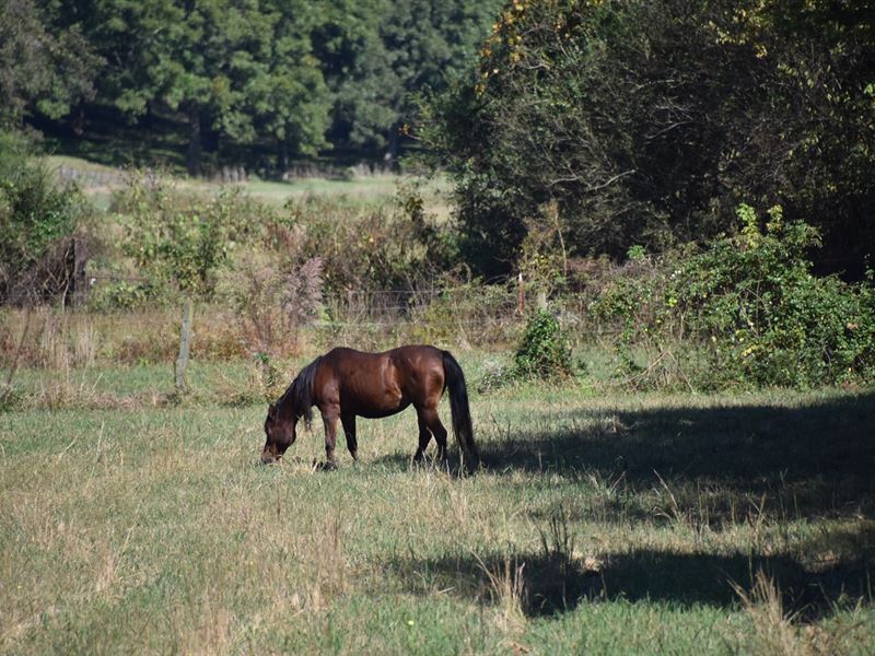 Chester County Tennessee Acreage : Luray : Chester County : Tennessee