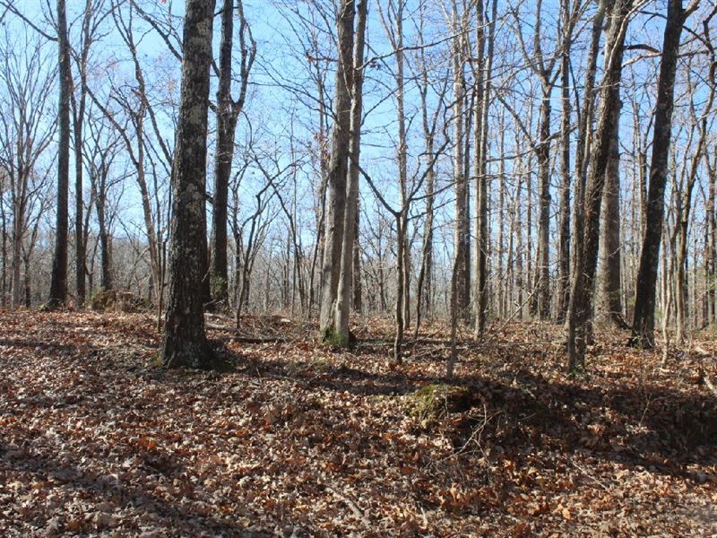 Two Acres of Unrestricted Land : Mountain View : Stone County : Arkansas