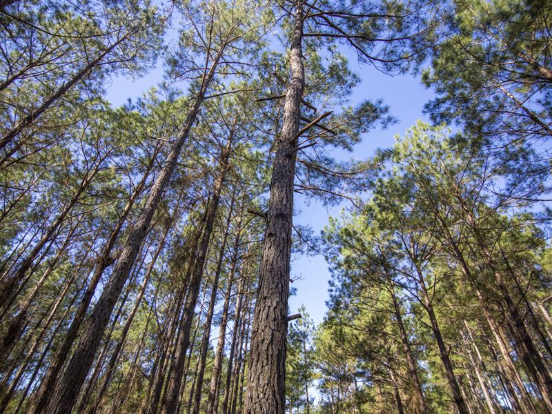50 Ac FM 355 Brushy Creek TR A3-4 : Trinity : Trinity County : Texas