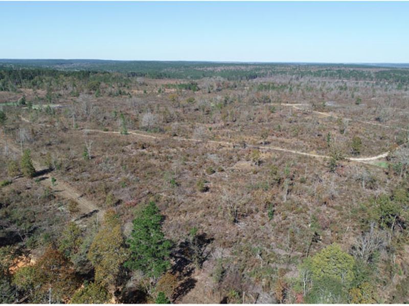 353 Acres Cutover Timber Land,Creek : Butler : Taylor County : Georgia