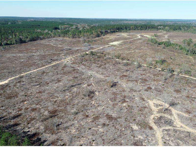 101 Acres Newly Planted Pines : Butler : Taylor County : Georgia