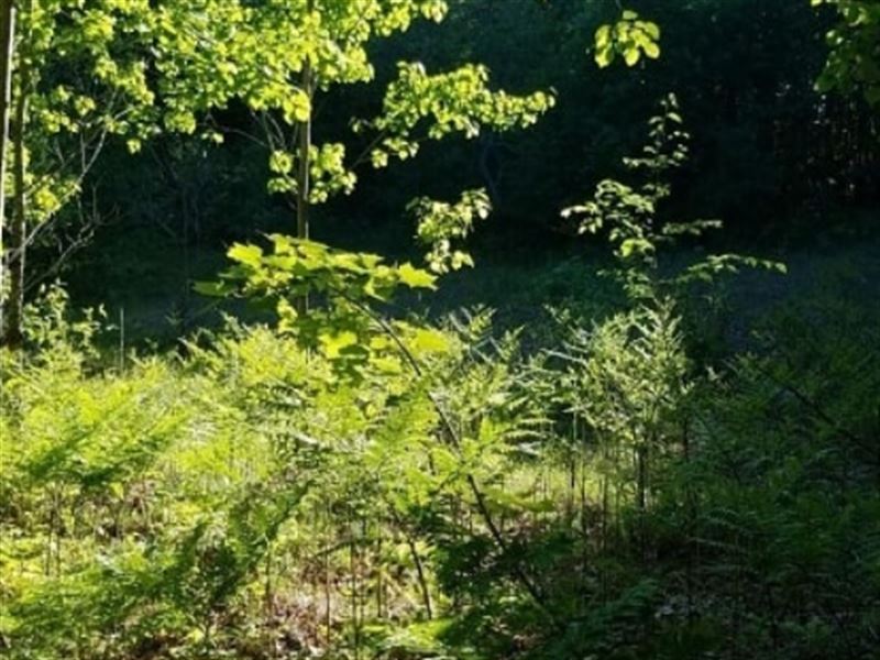 $0 Down Enjoy Amenities or Invest : Elmira : Antrim County : Michigan