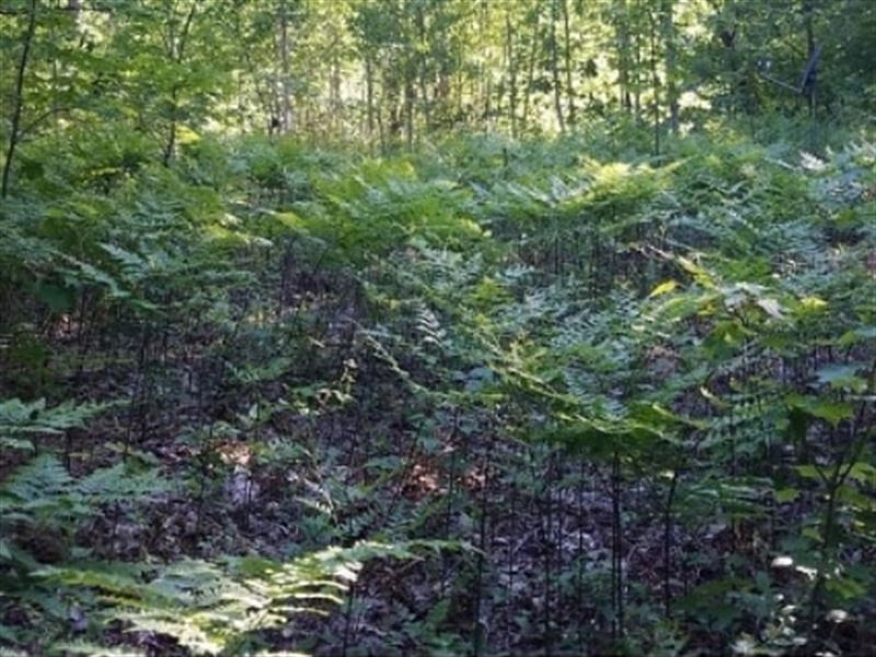 Large Building Lot Own with $0 Down : Elmira : Antrim County : Michigan