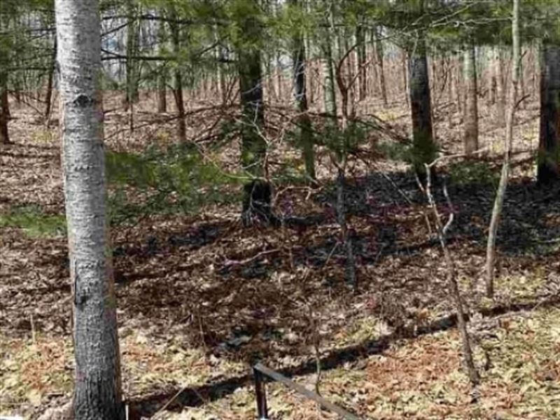 Fun, Secure & Secluded Building Lot : Elmira : Antrim County : Michigan