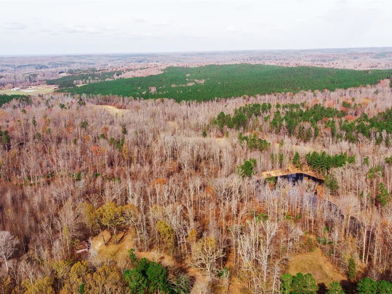 West Tennessee Hunting : Bolivar : Hardeman County : Tennessee