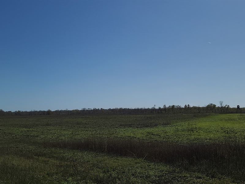 Hunting & Recreational Land : Winnsboro : Richland Parish : Louisiana
