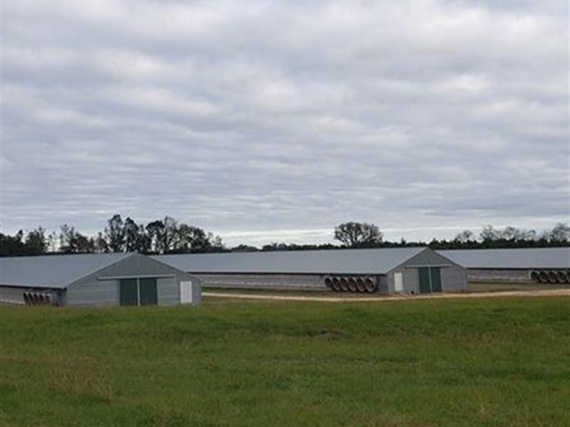 Beautiful 4 House Breeder Farm : Quitman : Brooks County : Georgia