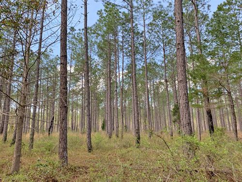 cheap timber land for sale