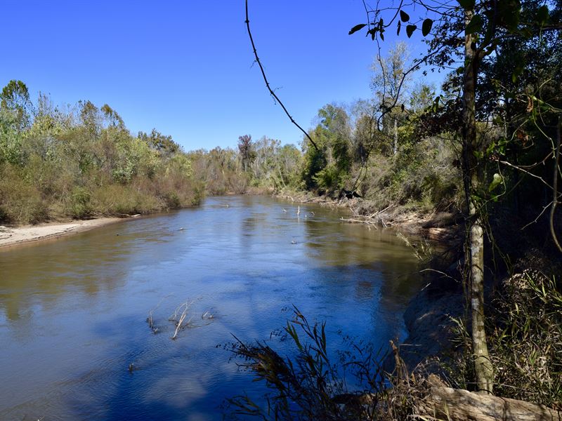 Flint River Hardwoods/Planted Pines : Reynolds : Taylor County : Georgia