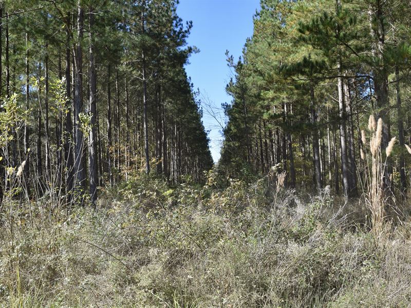 Flint River Pines and Hardwoods : Reynolds : Taylor County : Georgia