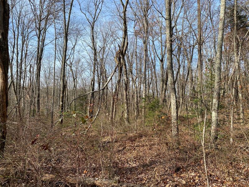 63+/-Acre Off The Grid Hunting Land : Palmer : Grundy County : Tennessee