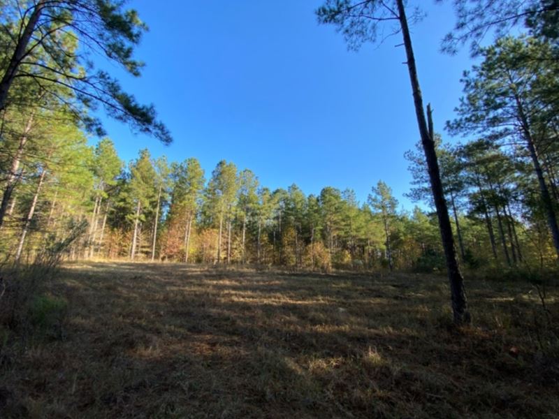 419 Acres in Madison County in Camd : Camden : Madison County : Mississippi
