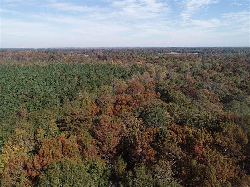 Webb North Tract : Pinebergen : Jefferson County : Arkansas