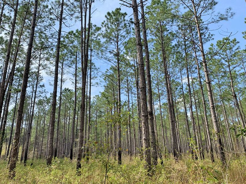 New Effort Church Road : Caryville : Holmes County : Florida