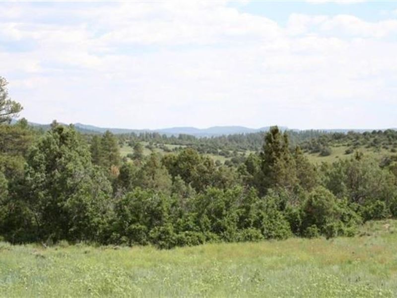 Mountain Property/Trees : Chama : Rio Arriba County : New Mexico