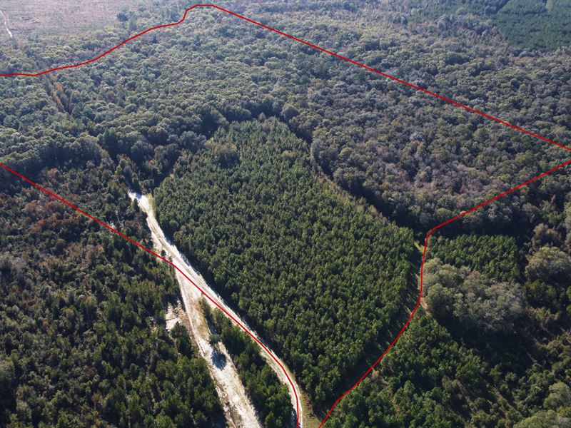 59 Acres, Wildlife Way, Callahan : Callahan : Nassau County : Florida