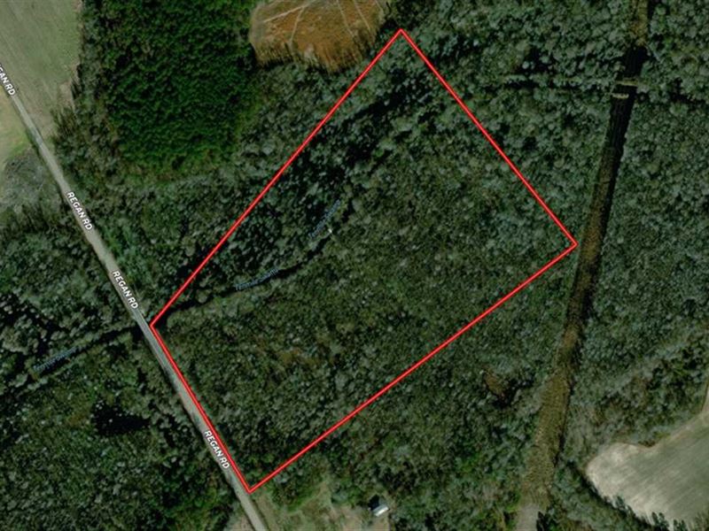 50 Acres of Hunt : Lumberton : Robeson County : North Carolina