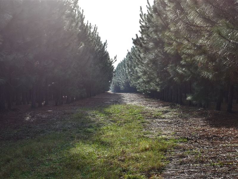 Lane Pines : Dexter : Laurens County : Georgia