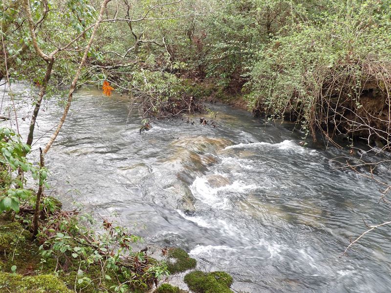 Creek, Cleared and Woods : Pikeville : Bledsoe County : Tennessee