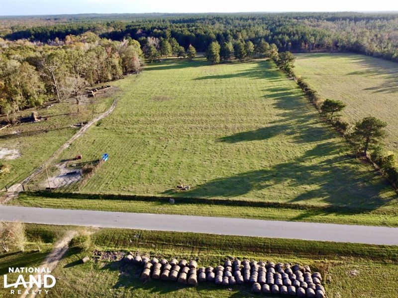 Yellow Pine Farm Timber and Hunting : Fruitdale : Washington County : Alabama
