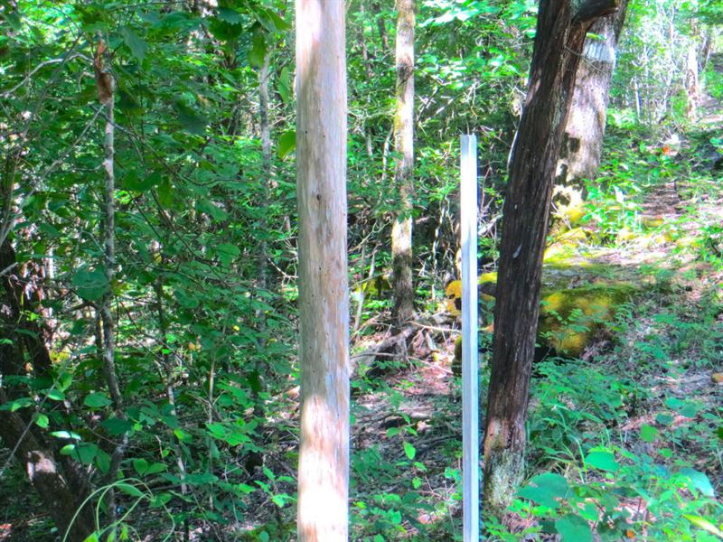 Land for Sale Near Lake Norfork AR : Mammoth Spring : Fulton County : Arkansas