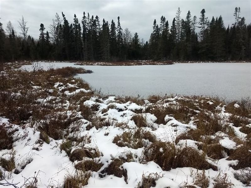 Wildlife Magnet, 49 Acres : Crystal Falls : Iron County : Michigan