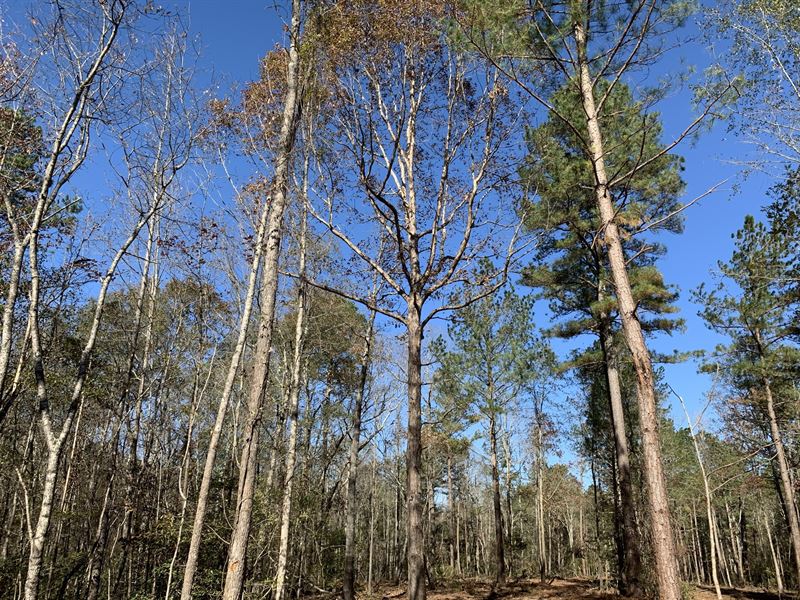 Homesite and Hunting Tract : Good Hope : Walton County : Georgia