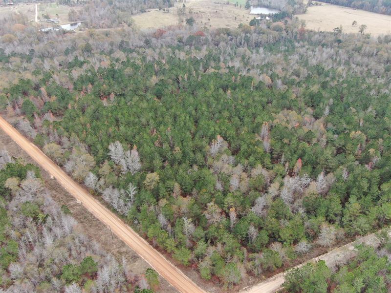 Hunting / Recreational Tract : Fitzgerald : Ben Hill County : Georgia